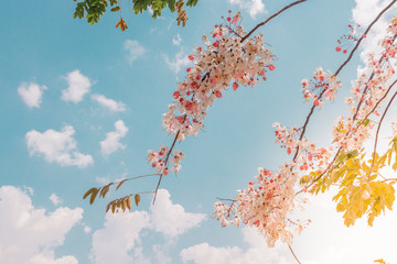 autumn leaves on blue sky