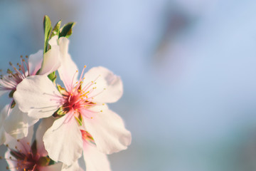 Cherry blossom in spring close-up. Beautiful cherry tree branch with tiny tender flowers outdoor, space for text. Awesome spring blossom. Selective focus