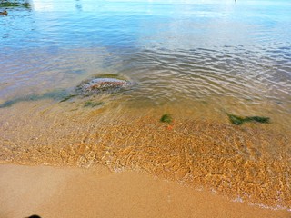 beach and sea, Peterhof, Russia