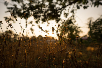 Summer and soil preparation for planting and after harvest
