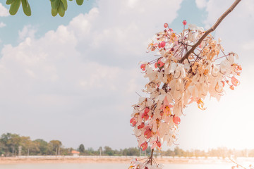 cherry tree blossom in spring