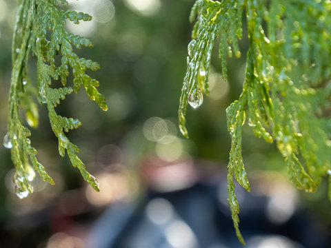 close up of water drops on cedar branches