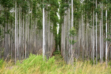 eukalyptus tree cultivation in South Africa