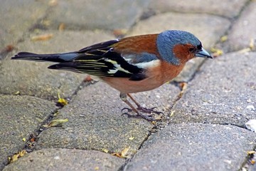 Finch on a stone walkway in a city park. Horizontal shot. Little funny bird.