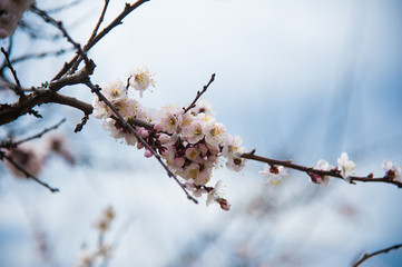 First apricot flowers