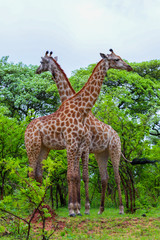 Safari Kruger National Park South Africa