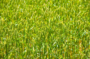 Ripening wheat field