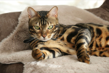 Beautiful Bengal Cat