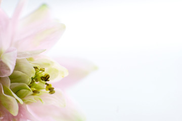 wild flowers on a white background, irises and lilacs