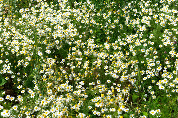 a lot of white field chamomile, Russian birch, sunny summer day