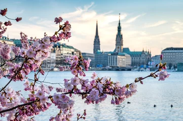 Kirschblüte an der Binnenalster in Hamburg © yourpix