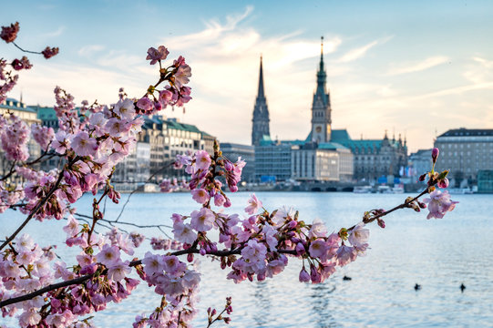 Kirschbl&uuml;te an der Binnenalster in Hamburg