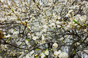 White flowering cherry blossoms in spring time