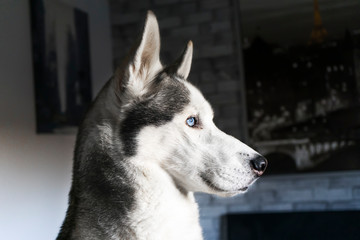 Beautiful husky dog staring from the window