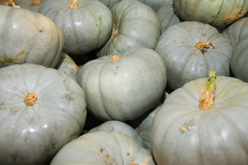 Fresh grey pumpkins as a background