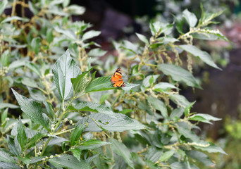 tropical insects butterflies and dragonflies in vivo in the jungle of amazonia