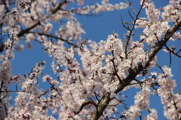 Spring flowering trees