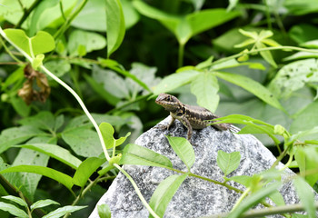 lizard in the jungle in vivo a amazon
