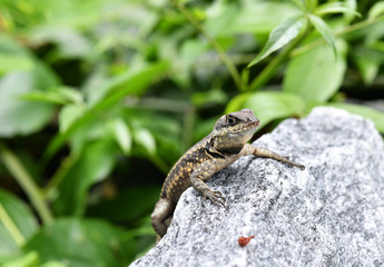 lizard in the jungle in vivo a amazon