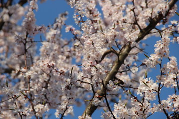 Spring flowering trees