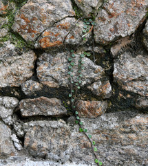 unusual trees and rubble of the jungle of the Amazon