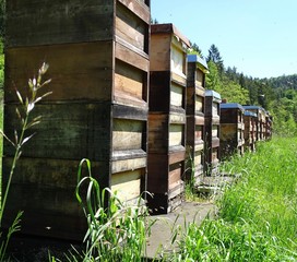 Bienenstock 