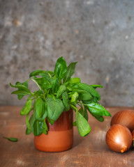 Fresh spinach growing in a clay pot and onions on a wooden table