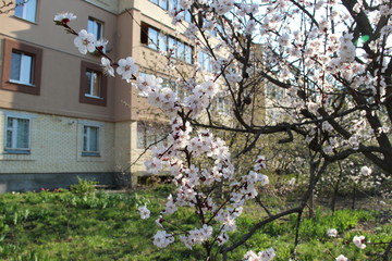 Fototapeta na wymiar Spring flowering trees
