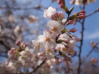 桜　Cherry Blossom