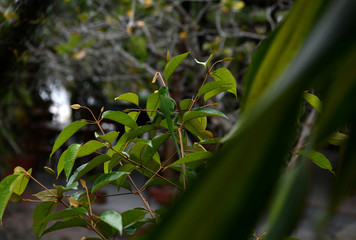 Obraz premium lizard in the jungle in vivo a amazon