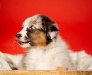 An Australian shepherd dog sits in profile with its tongue out, on a red background in a wooden box