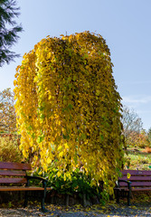 Weeping mulberry -  (morus alba pendula) in autumn  with green and yellow leaves. Botanical...