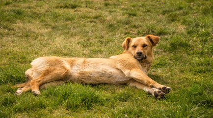 Red shepherd dog sleeping in a sunny spring meadow