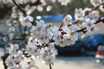 Spring flowering trees