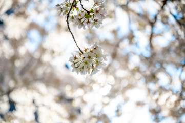 Kirschblüten am Ast mit schönem Bokeh bei Tageslicht im Frühling