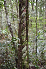 unusual trees and rubble of the jungle of the Amazon