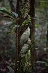 unusual trees and rubble of the jungle of the Amazon