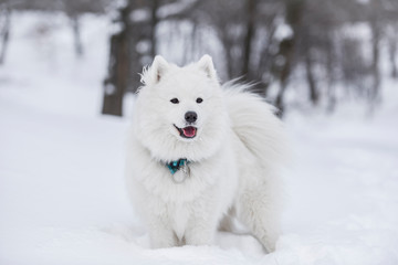 Samoyed in snow