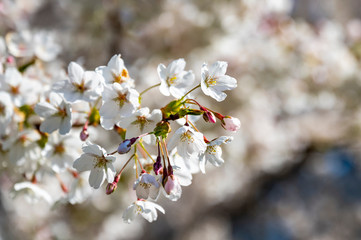 Weiß blühende Kirsche im Frühling in Hamburg