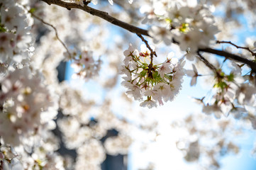 Kirschblüten am Ast mit schönem Bokeh bei Sonnenlicht