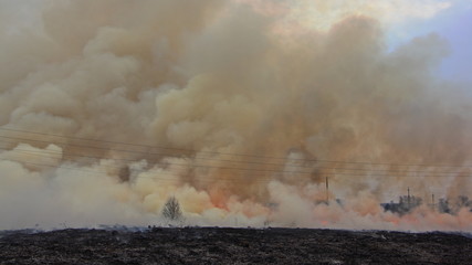 Thick smoke wall over a burning black charred field, a strong forest fire