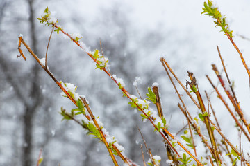 Zweige und Äste mit Schnee im Winter. 