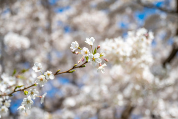 Weiße Kirschblüten am Ast an einem Tag im Frühling