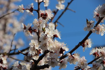 Spring flowering trees