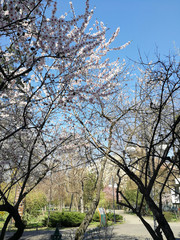blossoming flowering tree in spring