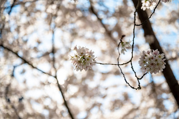 Kirschblüten am Ast mit schönem Bokeh bei Tageslicht im Frühling