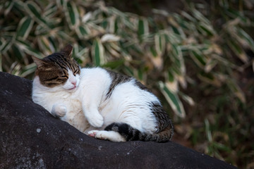 Obraz premium 岩の上の猫