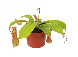 Plante carnivore Nepenthes alata