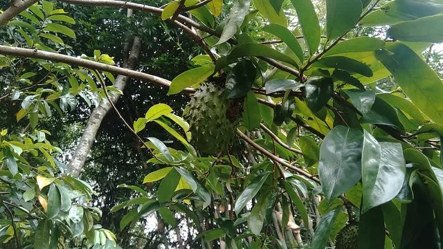 soursop (Annona muricata L., sirsak, durian belanda, graviola, guyabano, guan&aacute;bana, Annona muricata) hanging on the tree in the garden