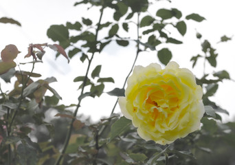 Single large, bright yellow rose, blurred backgrounding large, bright yellow rose, blurred background